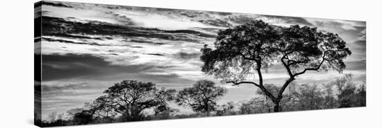 Awesome South Africa Collection Panoramic - Tree Silhouetted at Sunset B&W-Philippe Hugonnard-Stretched Canvas