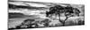 Awesome South Africa Collection Panoramic - Tree Silhouetted at Sunset B&W-Philippe Hugonnard-Mounted Premium Photographic Print