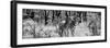 Awesome South Africa Collection Panoramic - Two Burchell's Zebra B&W-Philippe Hugonnard-Framed Photographic Print