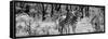 Awesome South Africa Collection Panoramic - Two Burchell's Zebra B&W-Philippe Hugonnard-Framed Stretched Canvas