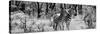 Awesome South Africa Collection Panoramic - Two Burchell's Zebra B&W-Philippe Hugonnard-Stretched Canvas