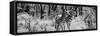 Awesome South Africa Collection Panoramic - Two Burchell's Zebra B&W-Philippe Hugonnard-Framed Stretched Canvas