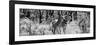 Awesome South Africa Collection Panoramic - Two Burchell's Zebra B&W-Philippe Hugonnard-Framed Photographic Print