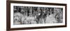 Awesome South Africa Collection Panoramic - Two Burchell's Zebra B&W-Philippe Hugonnard-Framed Photographic Print