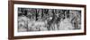 Awesome South Africa Collection Panoramic - Two Burchell's Zebra B&W-Philippe Hugonnard-Framed Photographic Print