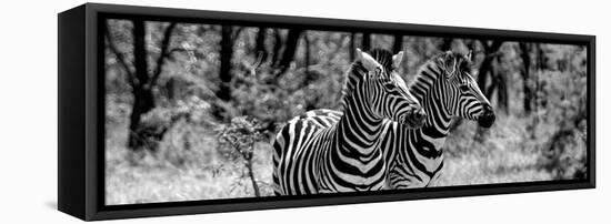 Awesome South Africa Collection Panoramic - Two Burchell's Zebra Portrait B&W-Philippe Hugonnard-Framed Stretched Canvas