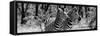 Awesome South Africa Collection Panoramic - Two Burchell's Zebra Portrait B&W-Philippe Hugonnard-Framed Stretched Canvas