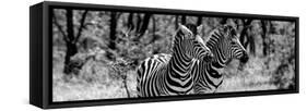 Awesome South Africa Collection Panoramic - Two Burchell's Zebra Portrait B&W-Philippe Hugonnard-Framed Stretched Canvas