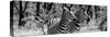 Awesome South Africa Collection Panoramic - Two Burchell's Zebra Portrait B&W-Philippe Hugonnard-Stretched Canvas