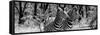 Awesome South Africa Collection Panoramic - Two Burchell's Zebra Portrait B&W-Philippe Hugonnard-Framed Stretched Canvas