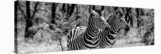 Awesome South Africa Collection Panoramic - Two Burchell's Zebra Portrait B&W-Philippe Hugonnard-Stretched Canvas