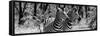 Awesome South Africa Collection Panoramic - Two Burchell's Zebra Portrait B&W-Philippe Hugonnard-Framed Stretched Canvas