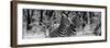 Awesome South Africa Collection Panoramic - Two Burchell's Zebra Portrait B&W-Philippe Hugonnard-Framed Photographic Print