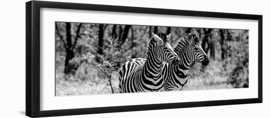 Awesome South Africa Collection Panoramic - Two Burchell's Zebra Portrait B&W-Philippe Hugonnard-Framed Photographic Print