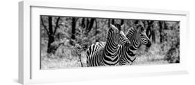 Awesome South Africa Collection Panoramic - Two Burchell's Zebra Portrait B&W-Philippe Hugonnard-Framed Photographic Print