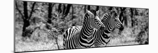 Awesome South Africa Collection Panoramic - Two Burchell's Zebra Portrait B&W-Philippe Hugonnard-Mounted Photographic Print