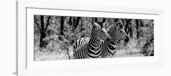 Awesome South Africa Collection Panoramic - Two Burchell's Zebra Portrait B&W-Philippe Hugonnard-Framed Photographic Print