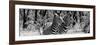 Awesome South Africa Collection Panoramic - Two Burchell's Zebra Portrait B&W-Philippe Hugonnard-Framed Photographic Print