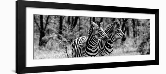 Awesome South Africa Collection Panoramic - Two Burchell's Zebra Portrait B&W-Philippe Hugonnard-Framed Photographic Print