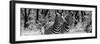 Awesome South Africa Collection Panoramic - Two Burchell's Zebra Portrait B&W-Philippe Hugonnard-Framed Premium Photographic Print