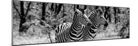 Awesome South Africa Collection Panoramic - Two Burchell's Zebra Portrait B&W-Philippe Hugonnard-Mounted Premium Photographic Print