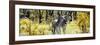 Awesome South Africa Collection Panoramic - Two Burchell's Zebra-Philippe Hugonnard-Framed Photographic Print