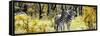 Awesome South Africa Collection Panoramic - Two Burchell's Zebra-Philippe Hugonnard-Framed Stretched Canvas