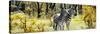 Awesome South Africa Collection Panoramic - Two Burchell's Zebra-Philippe Hugonnard-Stretched Canvas