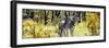 Awesome South Africa Collection Panoramic - Two Burchell's Zebra-Philippe Hugonnard-Framed Photographic Print