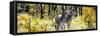 Awesome South Africa Collection Panoramic - Two Burchell's Zebra-Philippe Hugonnard-Framed Stretched Canvas