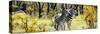 Awesome South Africa Collection Panoramic - Two Burchell's Zebra-Philippe Hugonnard-Stretched Canvas