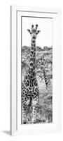 Awesome South Africa Collection Panoramic - Two Giraffes Portrait B&W-Philippe Hugonnard-Framed Photographic Print