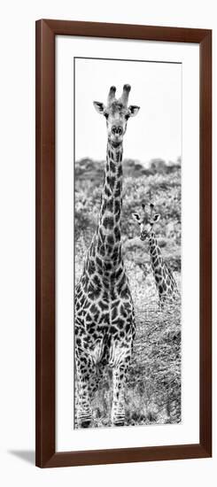 Awesome South Africa Collection Panoramic - Two Giraffes Portrait B&W-Philippe Hugonnard-Framed Photographic Print