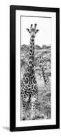 Awesome South Africa Collection Panoramic - Two Giraffes Portrait B&W-Philippe Hugonnard-Framed Photographic Print