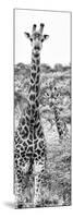 Awesome South Africa Collection Panoramic - Two Giraffes Portrait B&W-Philippe Hugonnard-Mounted Photographic Print