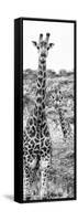 Awesome South Africa Collection Panoramic - Two Giraffes Portrait B&W-Philippe Hugonnard-Framed Stretched Canvas