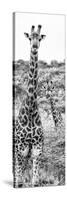 Awesome South Africa Collection Panoramic - Two Giraffes Portrait B&W-Philippe Hugonnard-Stretched Canvas