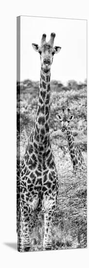 Awesome South Africa Collection Panoramic - Two Giraffes Portrait B&W-Philippe Hugonnard-Stretched Canvas