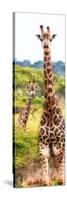 Awesome South Africa Collection Panoramic - Two Giraffes Portrait II-Philippe Hugonnard-Stretched Canvas