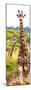 Awesome South Africa Collection Panoramic - Two Giraffes Portrait II-Philippe Hugonnard-Mounted Photographic Print