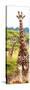 Awesome South Africa Collection Panoramic - Two Giraffes Portrait II-Philippe Hugonnard-Stretched Canvas