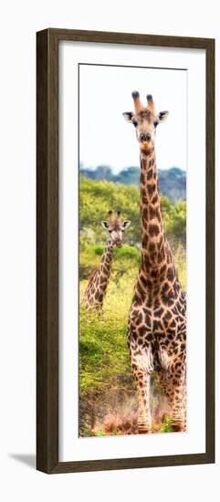 Awesome South Africa Collection Panoramic - Two Giraffes Portrait II-Philippe Hugonnard-Framed Photographic Print