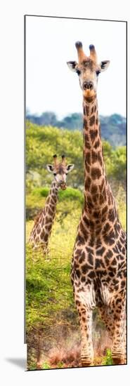 Awesome South Africa Collection Panoramic - Two Giraffes Portrait II-Philippe Hugonnard-Mounted Photographic Print