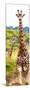 Awesome South Africa Collection Panoramic - Two Giraffes Portrait II-Philippe Hugonnard-Mounted Photographic Print