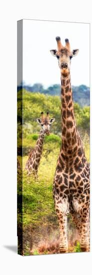 Awesome South Africa Collection Panoramic - Two Giraffes Portrait II-Philippe Hugonnard-Stretched Canvas