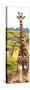 Awesome South Africa Collection Panoramic - Two Giraffes Portrait II-Philippe Hugonnard-Stretched Canvas