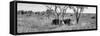 Awesome South Africa Collection Panoramic - Two Rhinos in Savanna B&W-Philippe Hugonnard-Framed Stretched Canvas