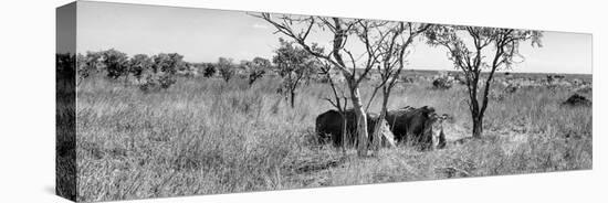 Awesome South Africa Collection Panoramic - Two Rhinos in Savanna B&W-Philippe Hugonnard-Stretched Canvas
