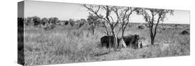 Awesome South Africa Collection Panoramic - Two Rhinos in Savanna B&W-Philippe Hugonnard-Stretched Canvas