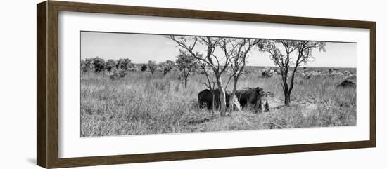 Awesome South Africa Collection Panoramic - Two Rhinos in Savanna B&W-Philippe Hugonnard-Framed Photographic Print